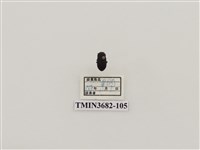 藏品(鞘翅目(2))的圖片